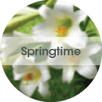 springtime Spring Time