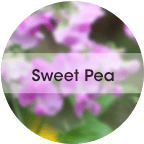 sweet pea fragrance icon Sweet Pea