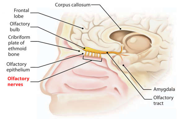 Olfactory Nerves Diagram Olfactory Nerves Illustration Diagram
